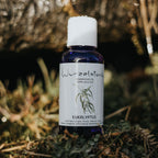 Ätherisches Öl Eukalyptus