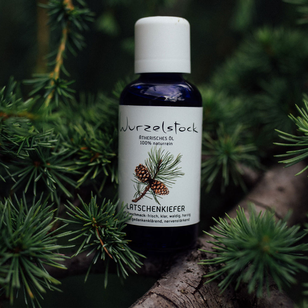 Ätherisches Öl Latschenkiefer