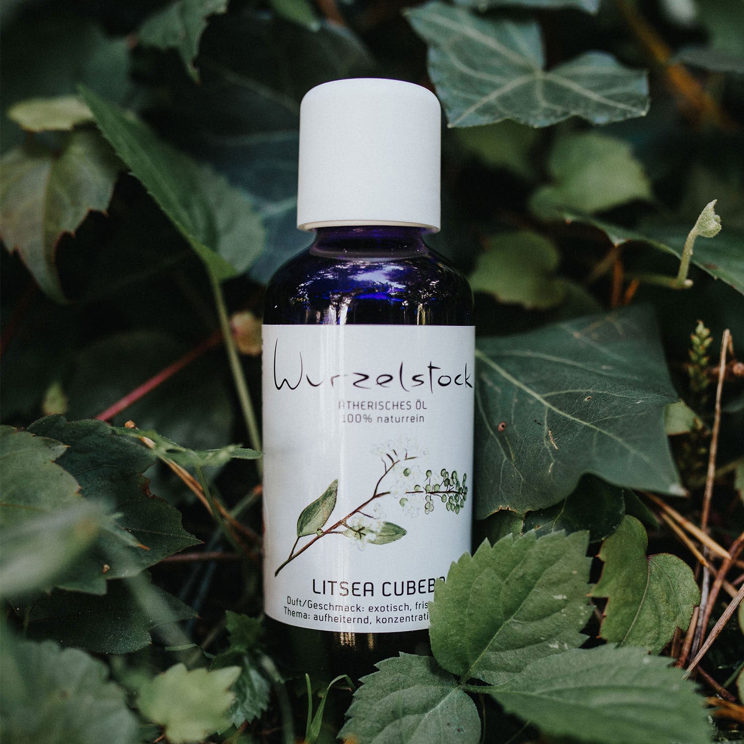 Ätherisches Öl Litsea cubeba