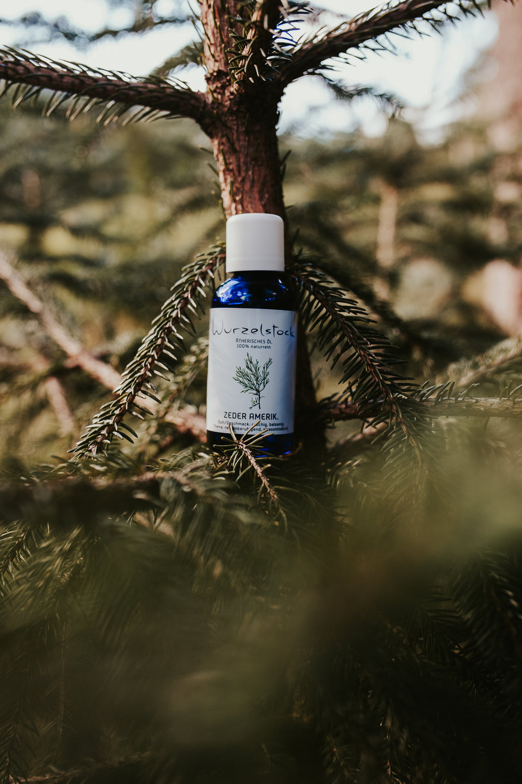 Ätherisches Öl Zeder amerikanisch